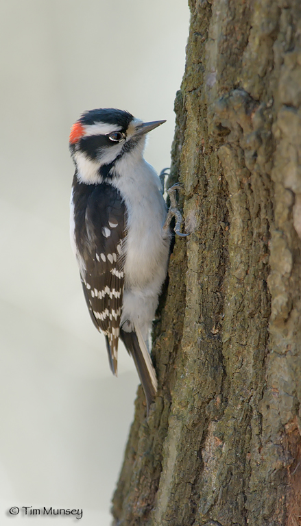 Downy Woodpecker